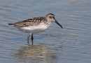 Broad billed sandpiper ©  J.Lidster